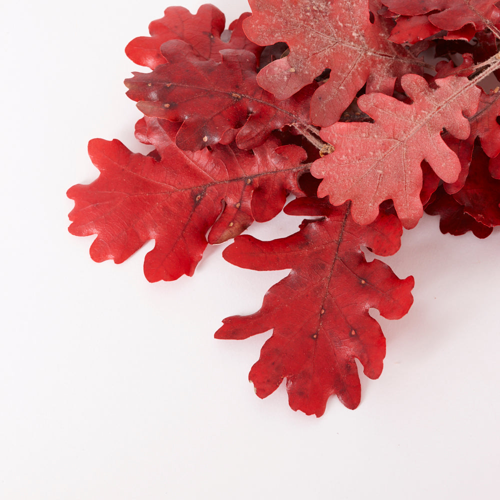 Oak Foliage, Preserved, Autumn Colours, 150g