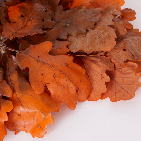 Oak Foliage, Preserved, Orange, 150g Bunch