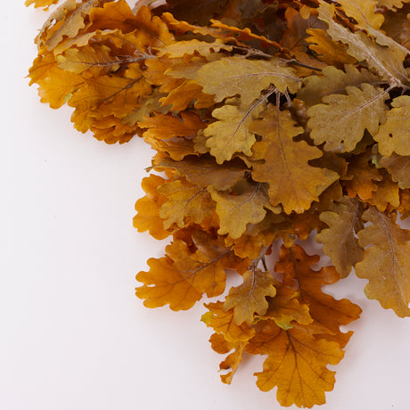 Oak Foliage, Preserved, Yellow, 150g Bunch