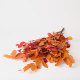 Copper Beech, (Fagus), Preserved, Autumn, 150g