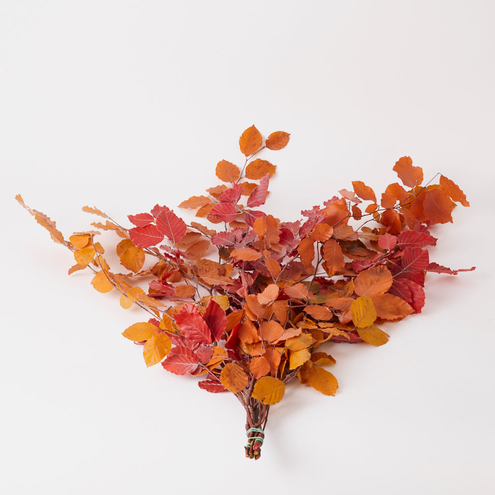 Copper Beech, (Fagus), Preserved, Autumn, 150g