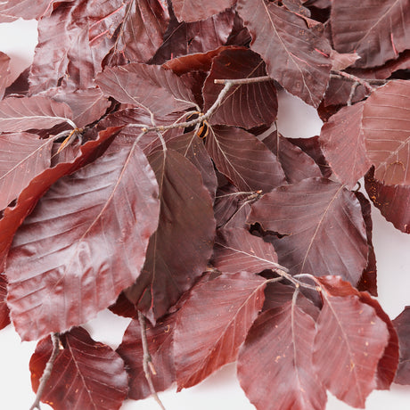 Copper Beech, (Fagus), Preserved, Burgundy, 150g