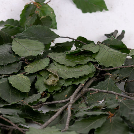 Copper Beech, (Fagus), Preserved, Green, 150g