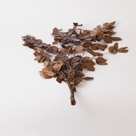 Copper Beech, (Fagus), Preserved,  Brown, 150g