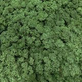 Reindeer Moss, Moss Green, 5kg Box