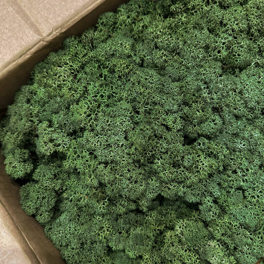 Reindeer Moss, Moss Green, 5kg Box