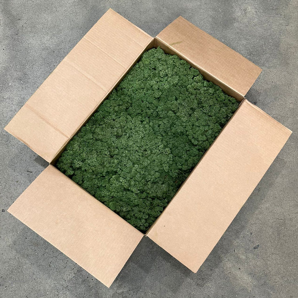 Reindeer Moss, Moss Green, 5kg Box