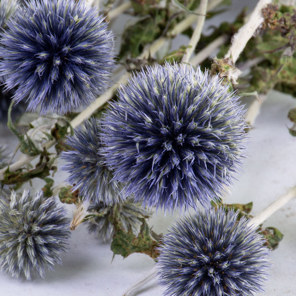 A close up on Blue spikey round thistle head