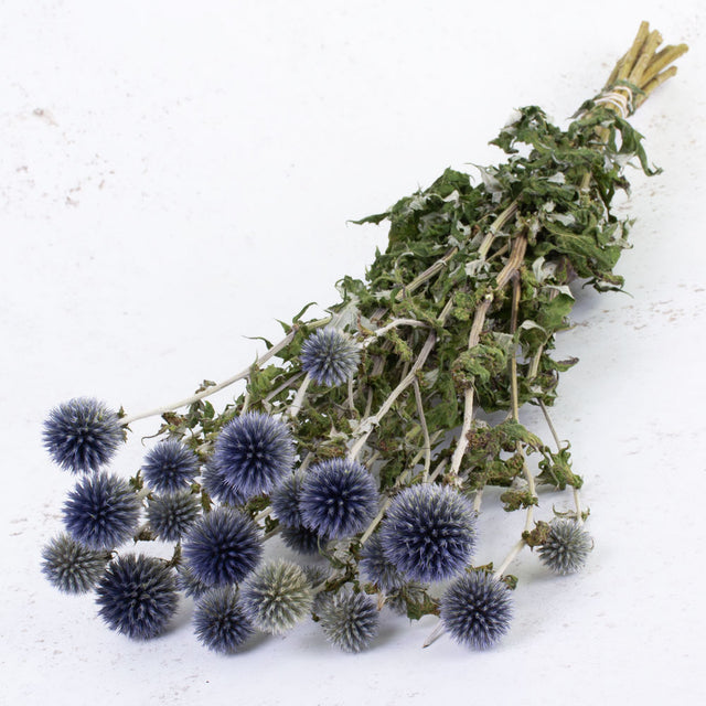 A bunch of long stems with lots of green leaves ending in round blue spikey thistle heads