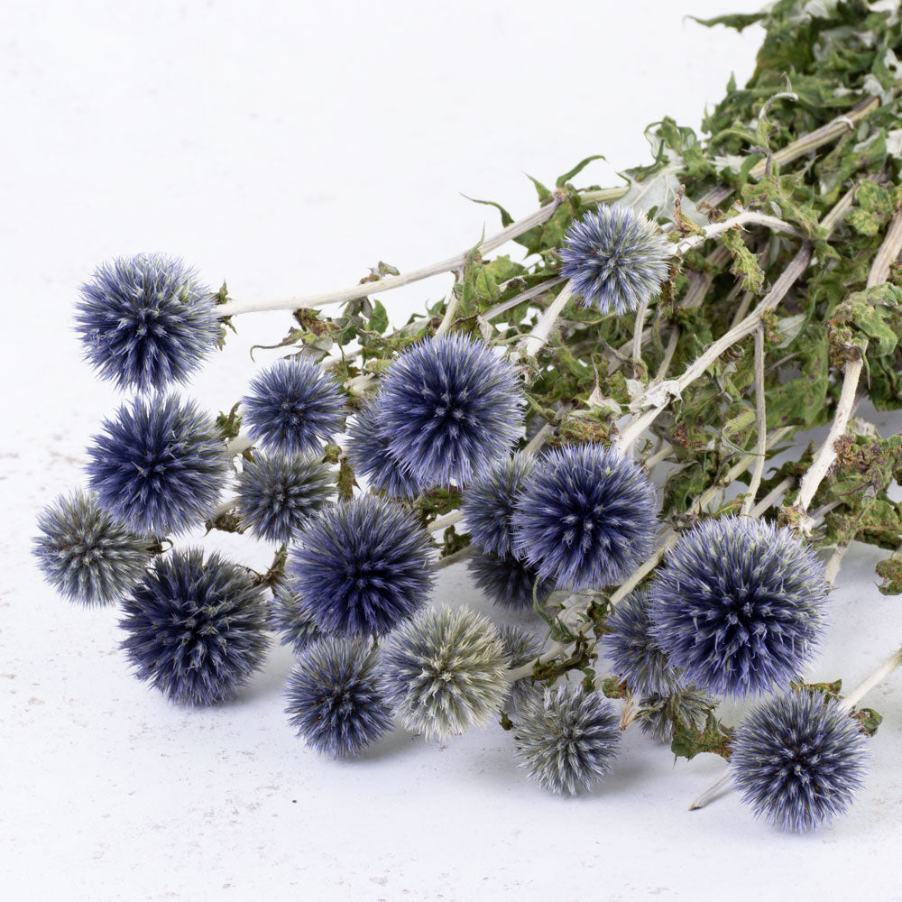 A bunch of long stems with lots of green leaves ending in round blue spikey thistle heads