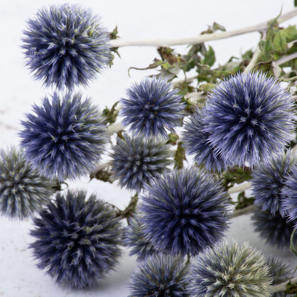 Multiple spikey blue round thistle heads