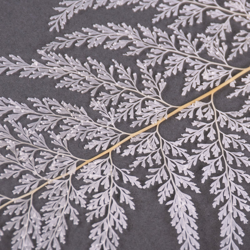 This image shows a bunch of bleached lace fern against a grey background