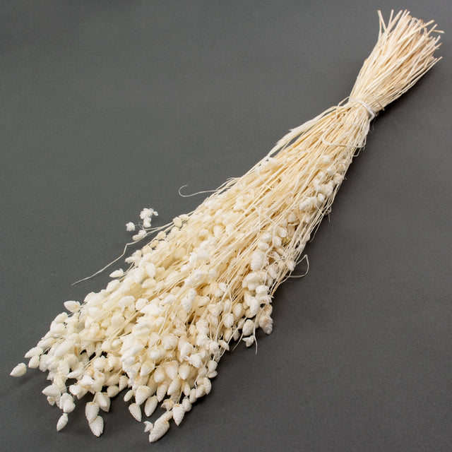 This image shows a bunch of bleached white Briza Maxima against a grey background