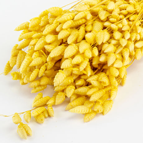 This image shows a bunch of yellow briza maxima against a white background