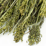 This image shows a bunch of Panicum grass, in natural green, against a white background