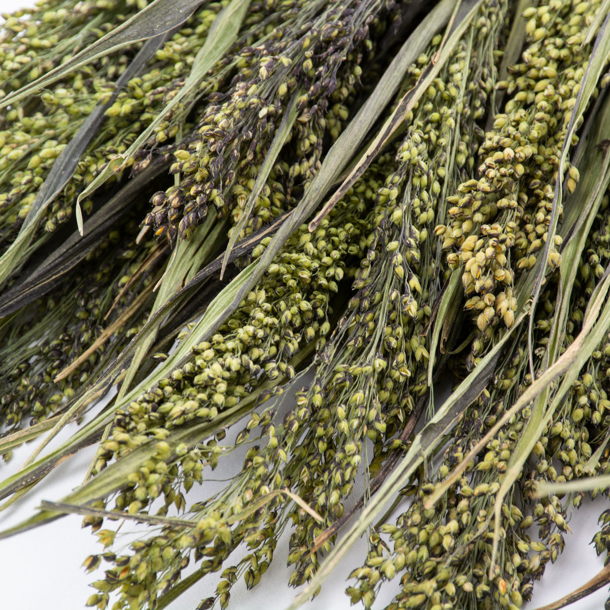 This image shows a bunch of Panicum grass, in natural green, against a white background