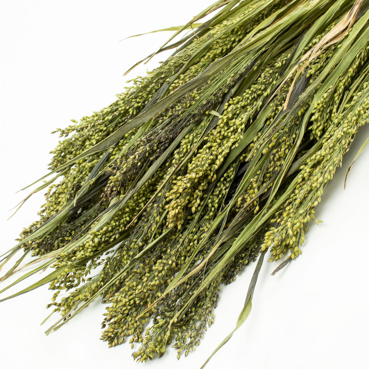 This image shows a bunch of Panicum grass, in natural green, against a white background