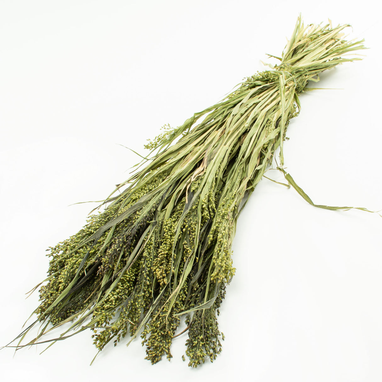 This image shows a bunch of Panicum grass, in natural green, against a white background