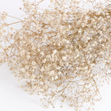 Gypsophila, Preserved, Natural White