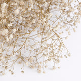 Gypsophila, Preserved, Natural White