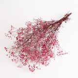 Gypsophila, Preserved, Fuchsia Pink