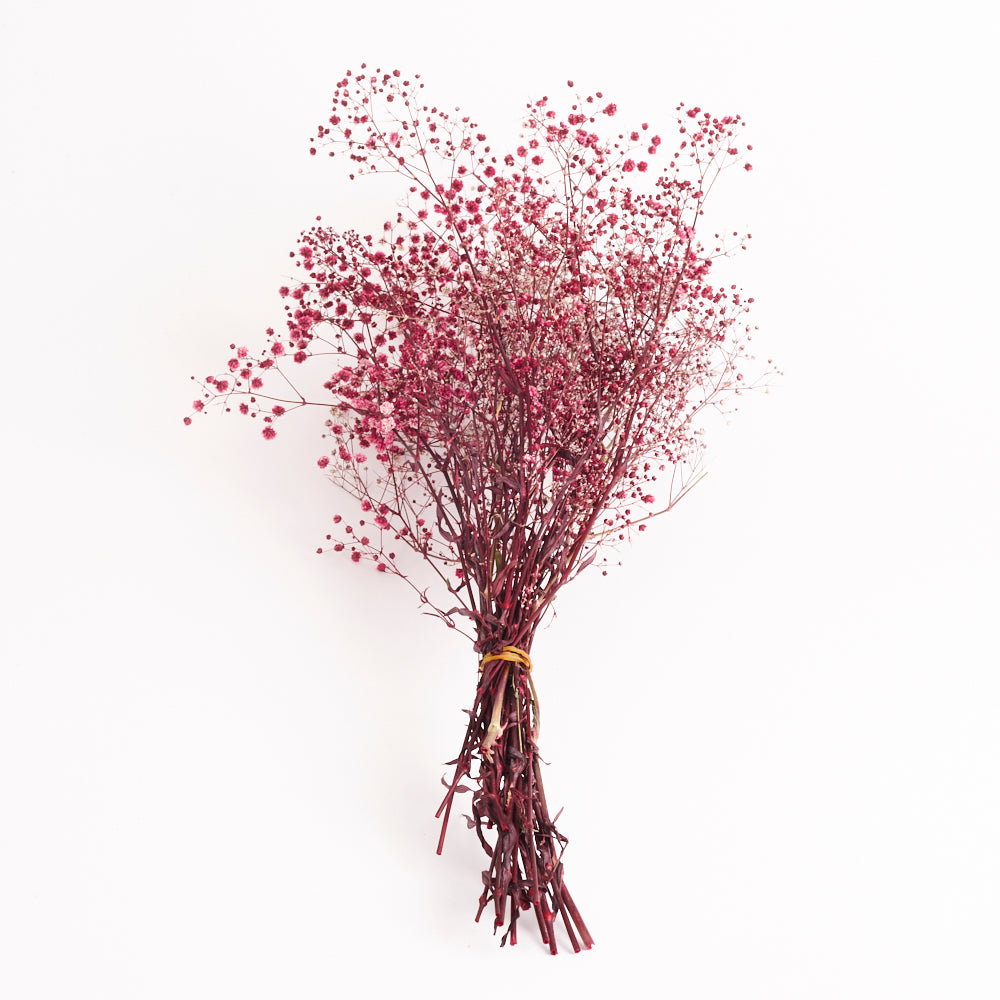 Gypsophila, Preserved, Fuchsia Pink