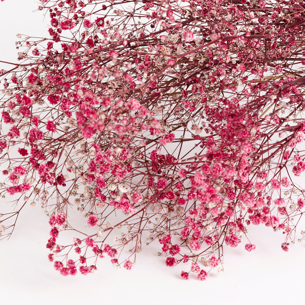 Gypsophila, Preserved, Fuchsia Pink