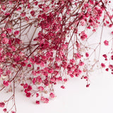 Gypsophila, Preserved, Fuchsia Pink