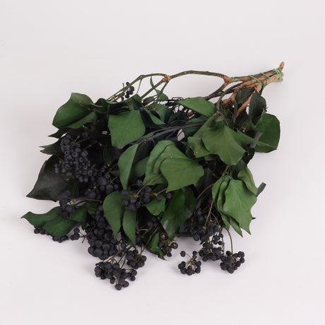 A bunch of ivy with berries, preserved