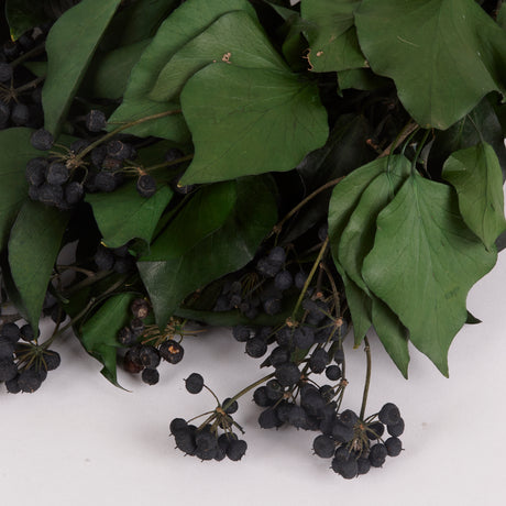 Close up image of preserved ivy showing the preserved green leaves and clusters of black berries