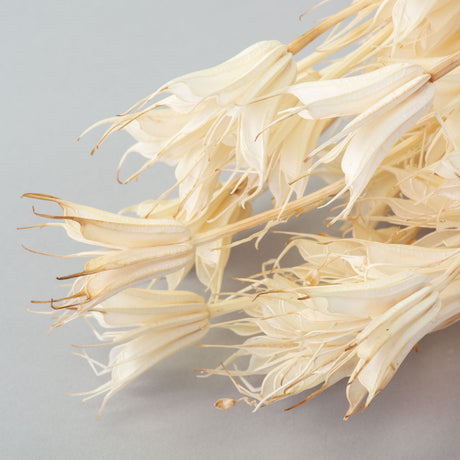 a bunch of bleached white nigella orientalis against a light grey background