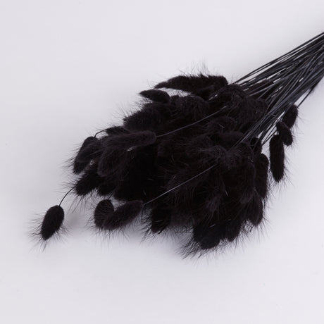 Lagurus Ovatus or Bunny Tails Dyed Black.  Image shows a close up of a bunch.