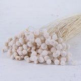 Amararellinho, Bleached White, 100g Bunch