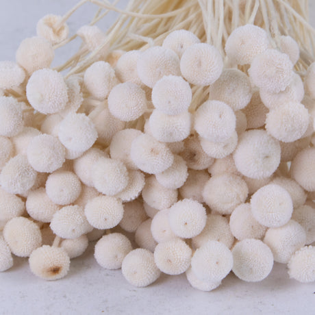 Amararellinho, Bleached White, 100g Bunch