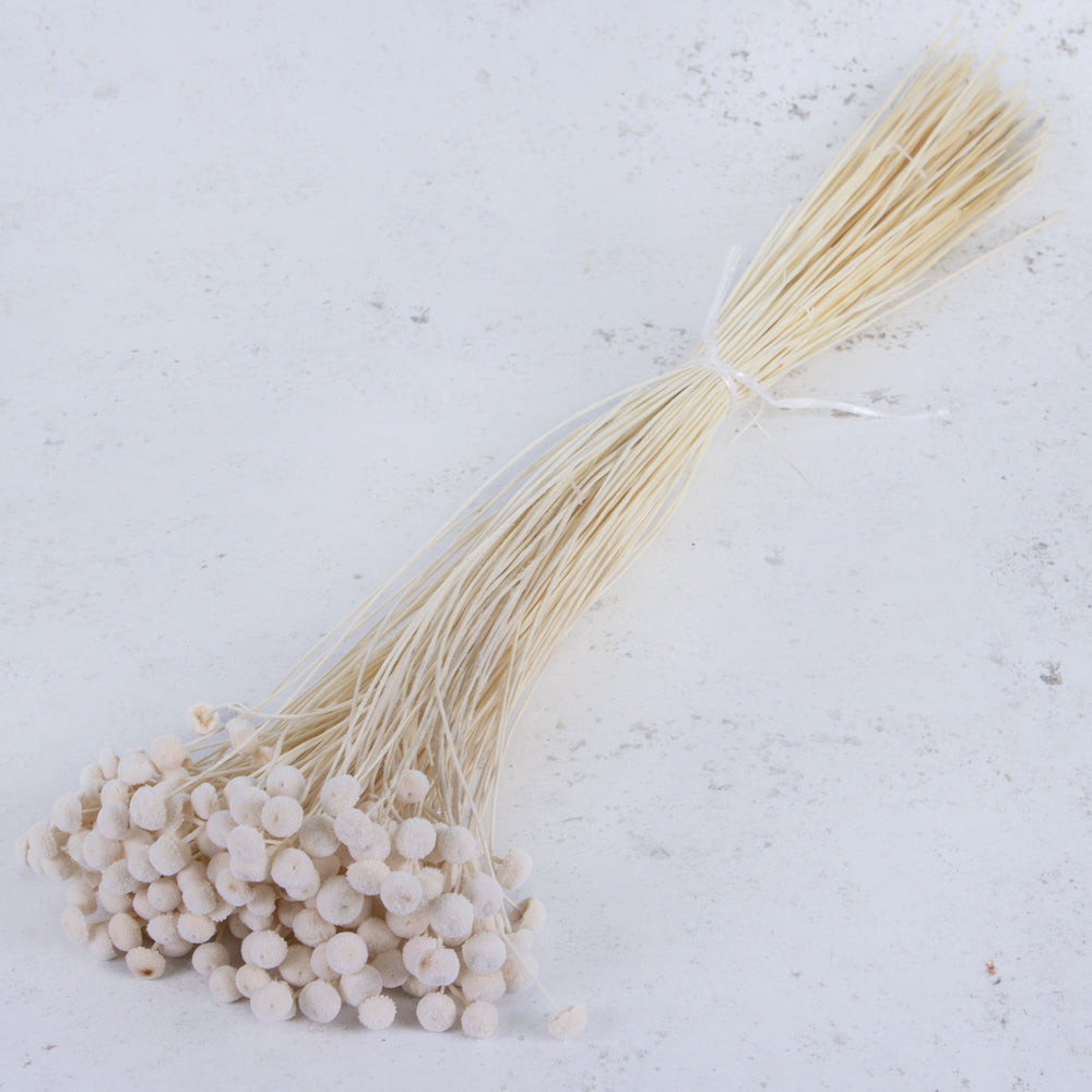 Amararellinho, Bleached White, 100g Bunch