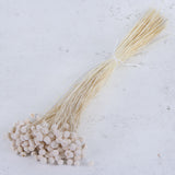 Amararellinho, Bleached White, 100g Bunch