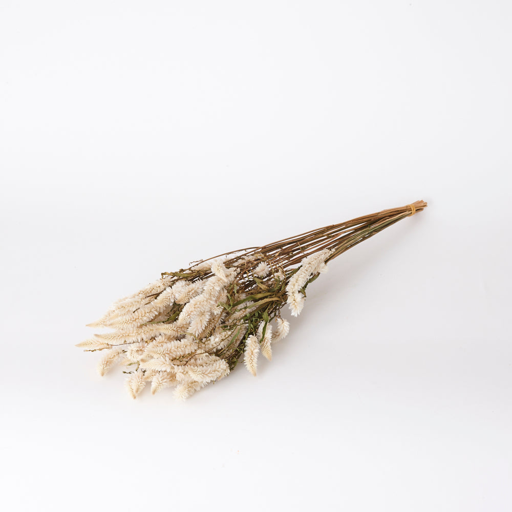 Celosia, Dried, Natural White, Bunch