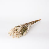 Celosia, Dried, Natural White, Bunch