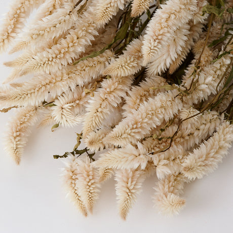 Celosia, Dried, Natural White, Bunch