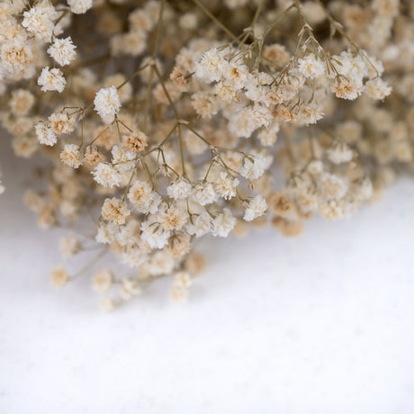 A bunch of long thin stems with tiny cream flowers on them