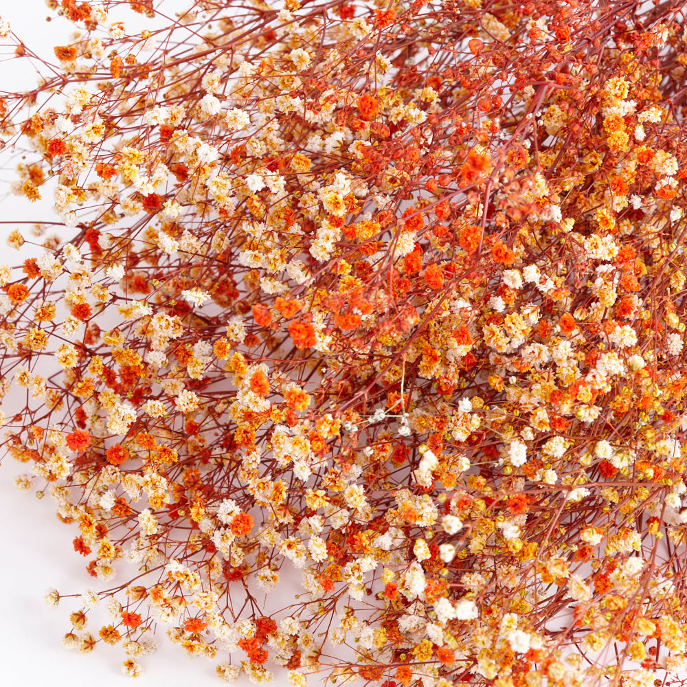 Gypsophila (Verdissimo), Preserved, Orange, 100g