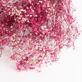 Gypsophila (Verdissimo), Preserved, Bright Pink, 100g