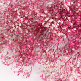 Gypsophila (Verdissimo), Preserved, Bright Pink, 100g