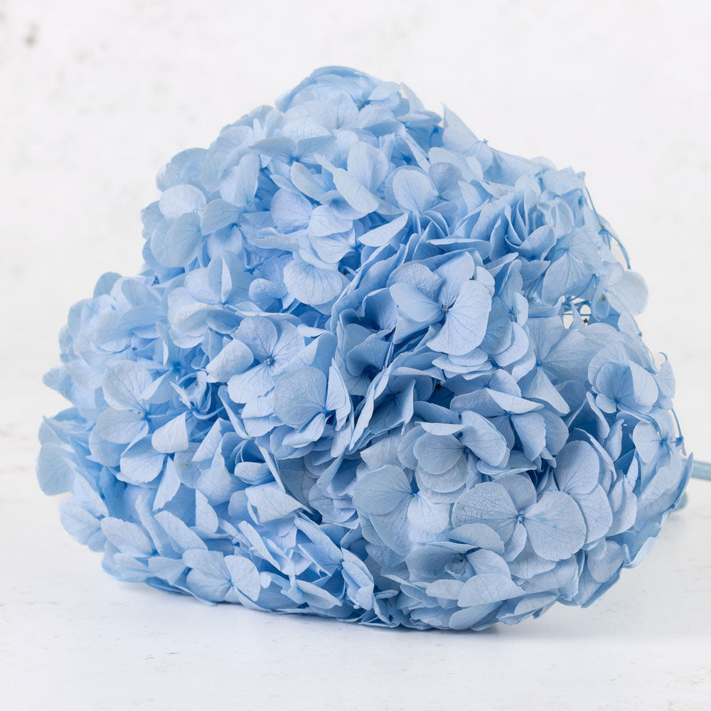 Preserved hydrangeas deals