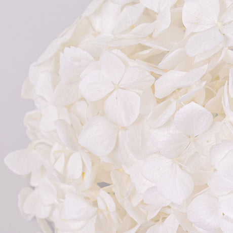 A large round white flower head in a ball shape. This is formed out of many petal clusters