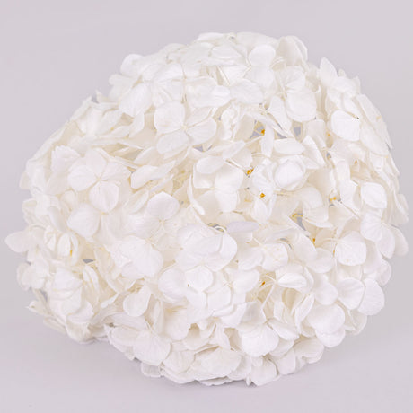 A large round white flower head in a ball shape. This is formed out of many petal clusters