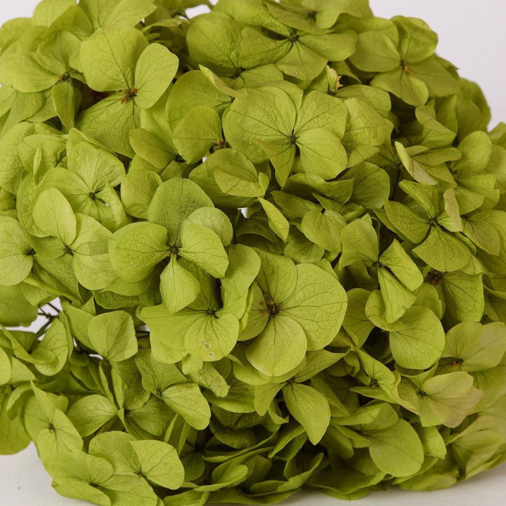 Hydrangea, (Verdissimo) Premium, Preserved, Pistachio