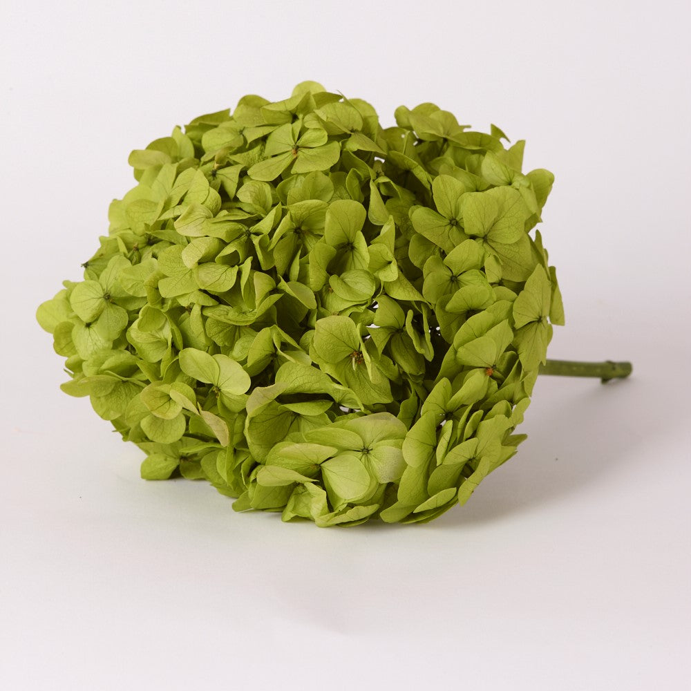 Hydrangea, (Verdissimo) Premium, Preserved, Pistachio