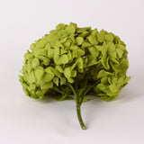 Hydrangea, (Verdissimo) Premium, Preserved, Pistachio