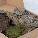 Moss, Mixed Box, 650g